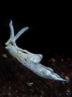 Elysia timida nudibranch athoscuba Elysia timida nudibranch athoscuba