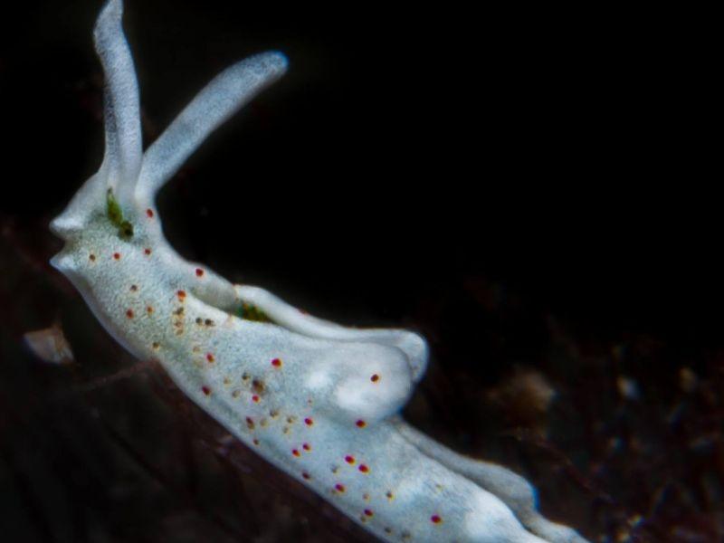Elysia timida nudibranch athoscuba