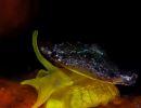 Tylodina perversa nudibranch
