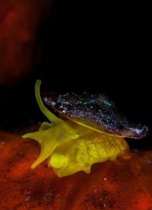 Tylodina perversa nudibranch Tylodina perversa nudibranch