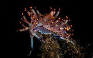 coryphellina rubrolineata athoscuba coryphellina rubrolineata athoscuba