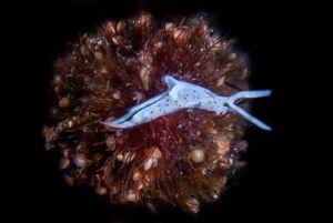 elysiatimida nudibranch athoscuba elysiatimida nudibranch athoscuba