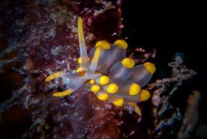 eubranchus farrani nudibranch athoscuba eubranchus farrani nudibranch athoscuba