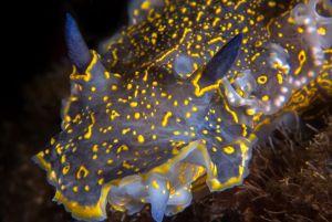 felimare picta nudibranch athoscuba felimare picta nudibranch athoscuba