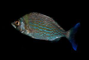 Spondyliosoma cantharus Spondyliosoma cantharus