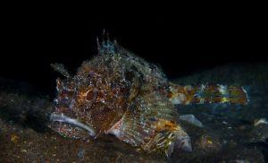 fishes athoscuba18 fishes athoscuba18