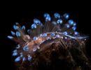 sea slug janolus cristatus