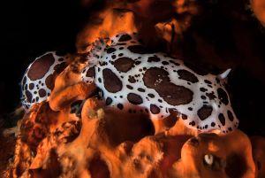 nudibranch1 athoscuba nudibranch1 athoscuba