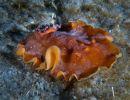 platydoris argo athoscuba