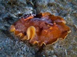platydoris argo athoscuba platydoris argo athoscuba