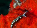 thuridilla hopei nudibranch athoscuba