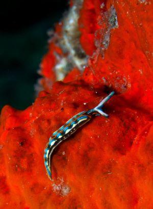 thuridilla hopei nudibranch athoscuba thuridilla hopei nudibranch athoscuba