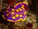 Chromodoris luteorosea