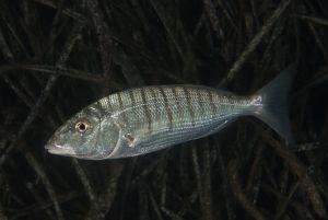 Lithognathus mormyrus Lithognathus mormyrus