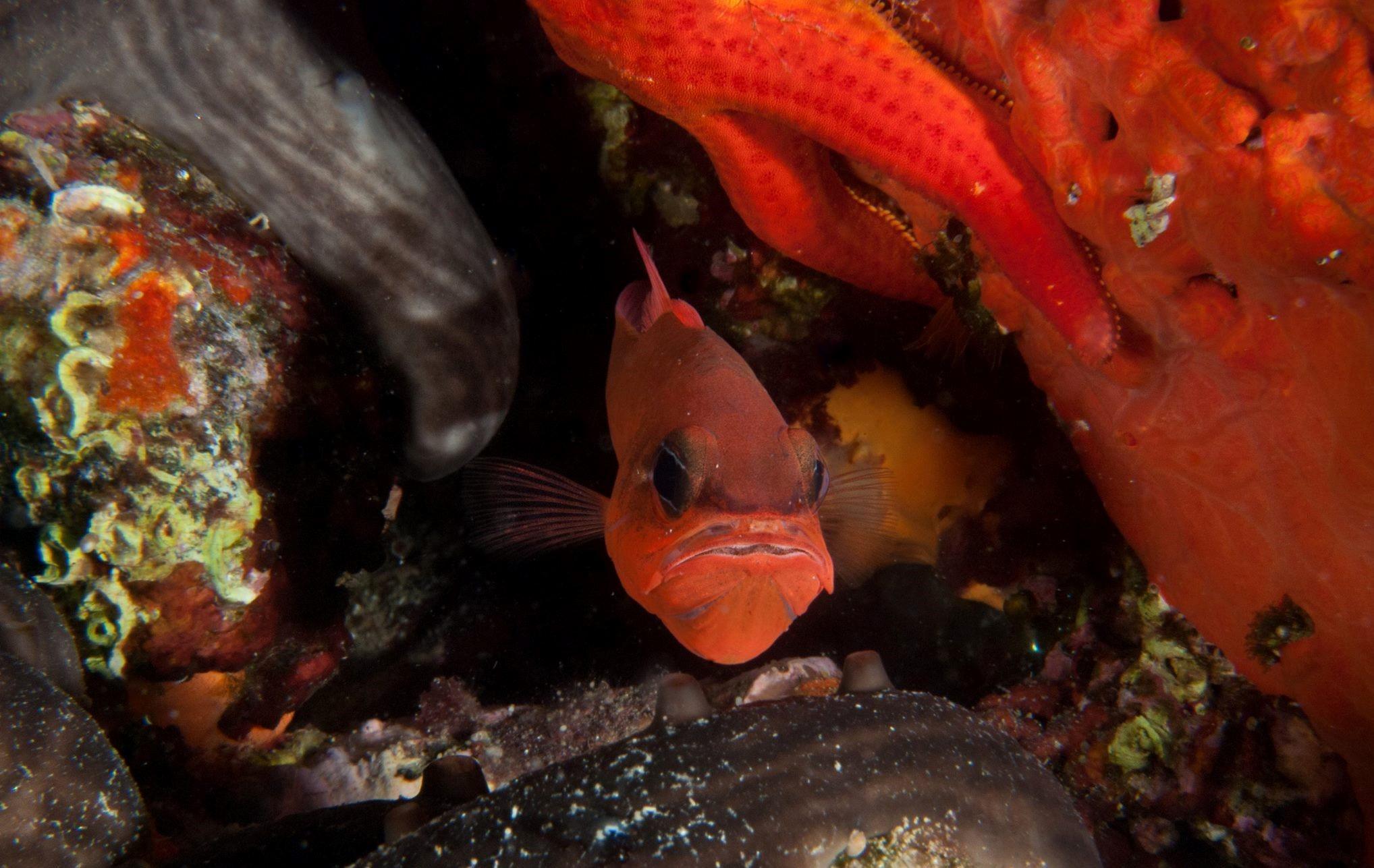 cardinal fish