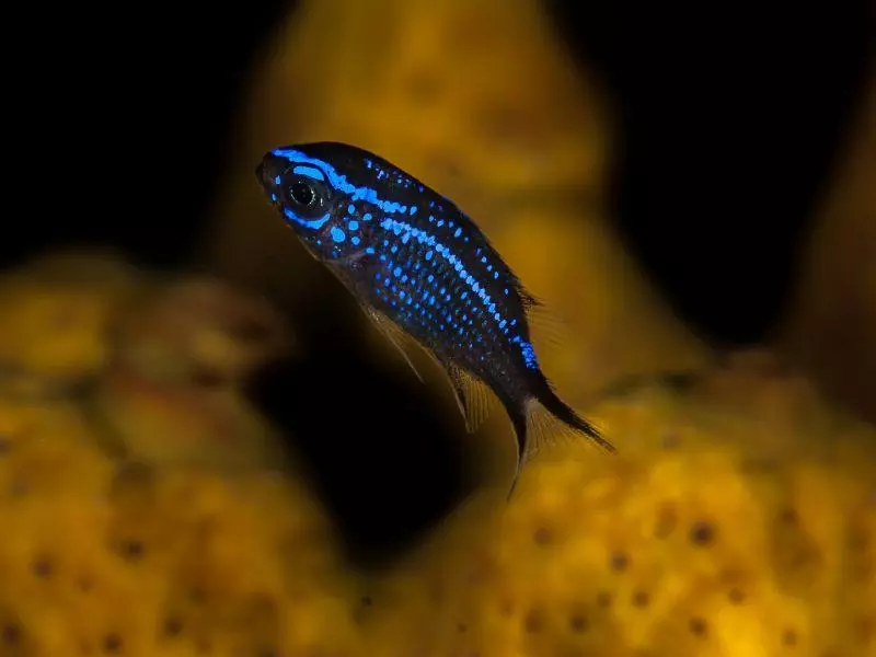 Chromis chromis Chromis chromis