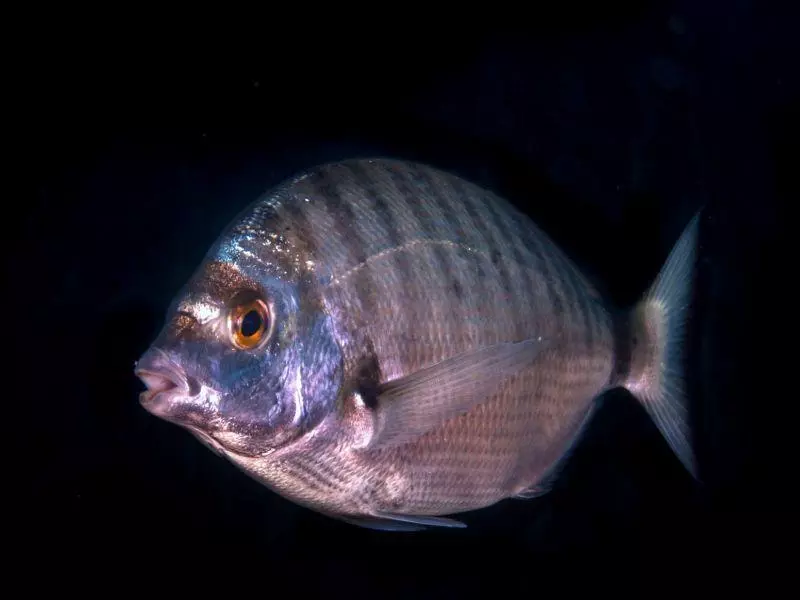 Diplodus puntazzo Diplodus puntazzo