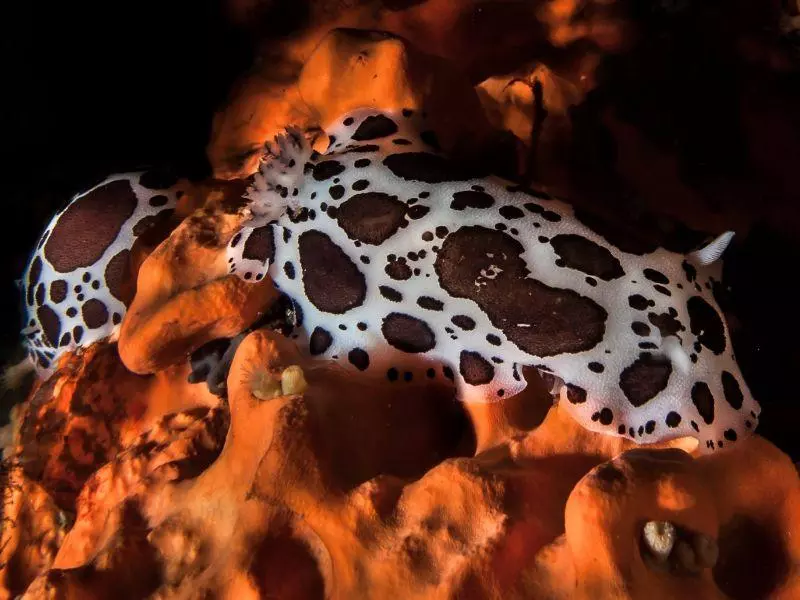 Discodoris nudibranch athoscuba Discodoris nudibranch athoscuba