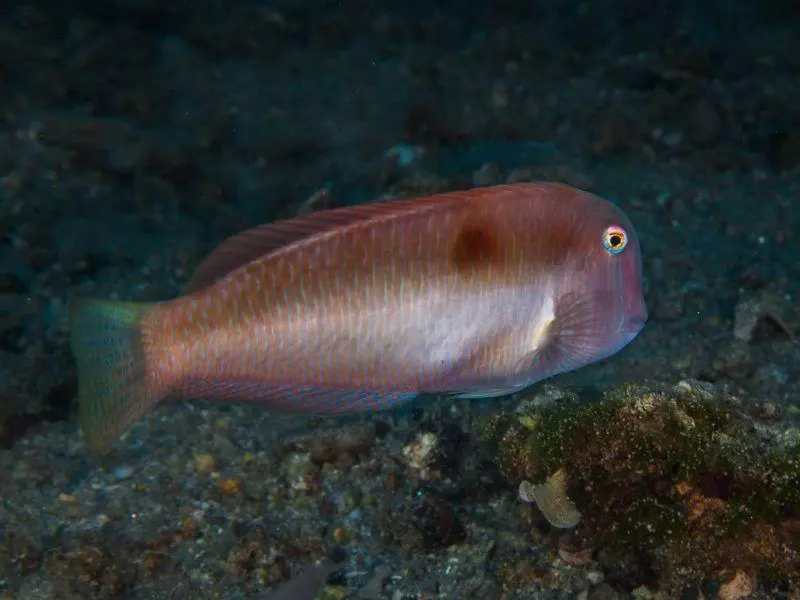 Xyrichtys novacula Xyrichtys novacula