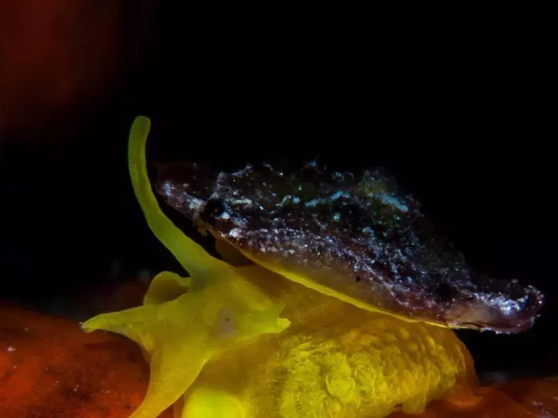 Tylodina perversa nudibranch Tylodina perversa nudibranch