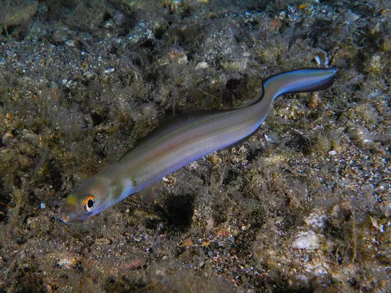 Ariosoma balearicum Ariosoma balearicum