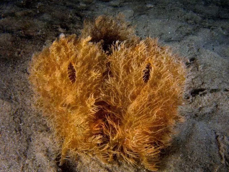 bursatella leachii family athoscuba bursatella leachii family athoscuba