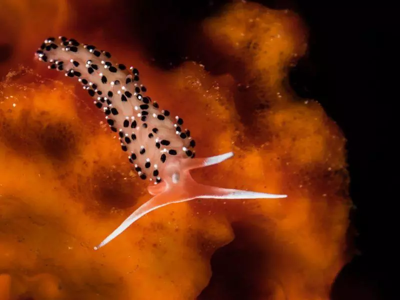 caloria elegans athoscuba caloria elegans athoscuba