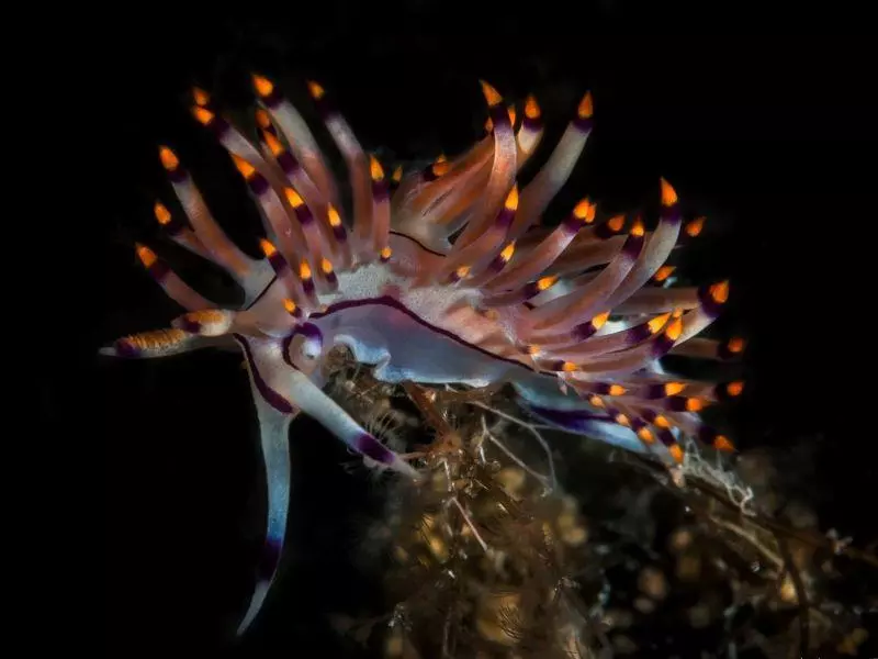 coryphellina rubrolineata athoscuba coryphellina rubrolineata athoscuba