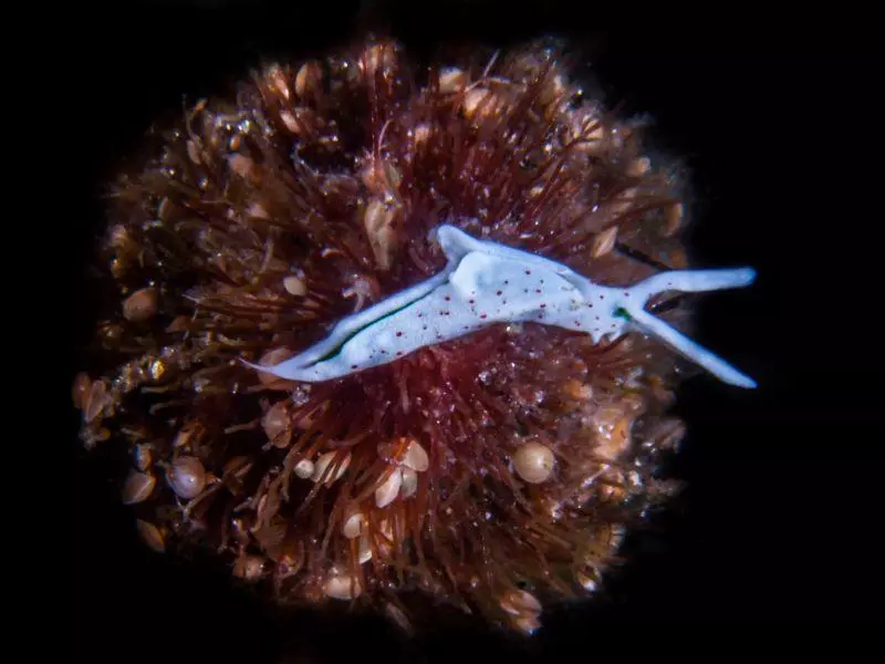 elysiatimida nudibranch athoscuba elysiatimida nudibranch athoscuba