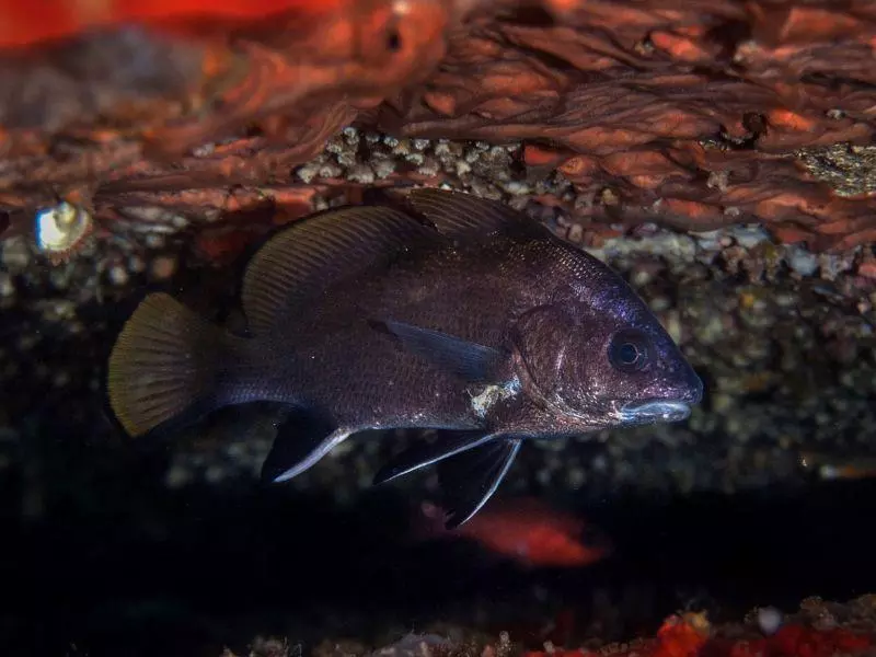 Sciaena umbra Sciaena umbra