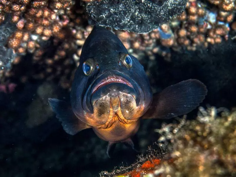 Epinephelus marginatus Epinephelus marginatus