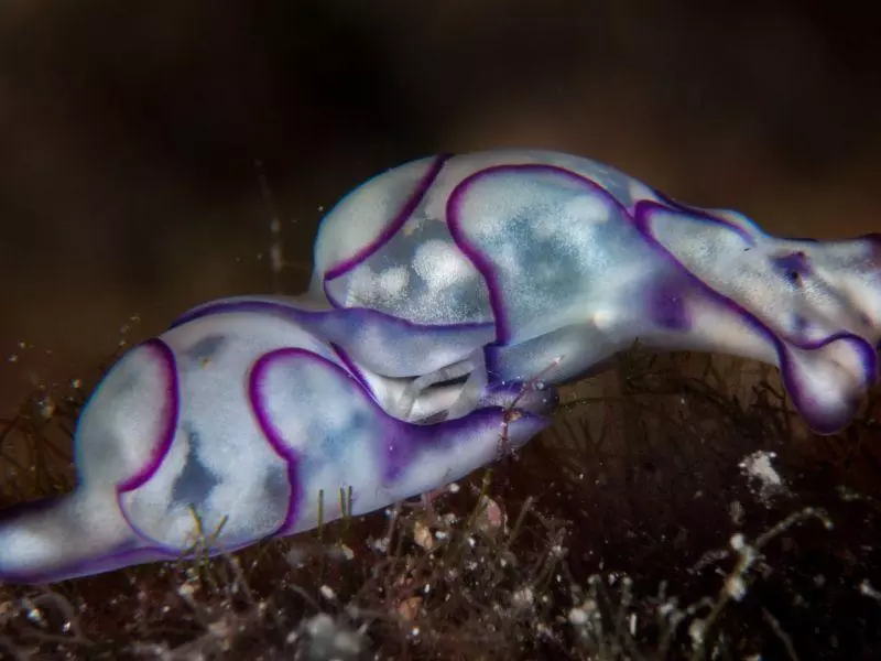haminoea cyanomarginata athoscuba