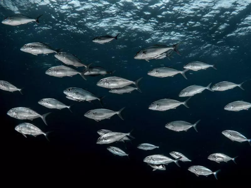Seriola dumerili Seriola dumerili
