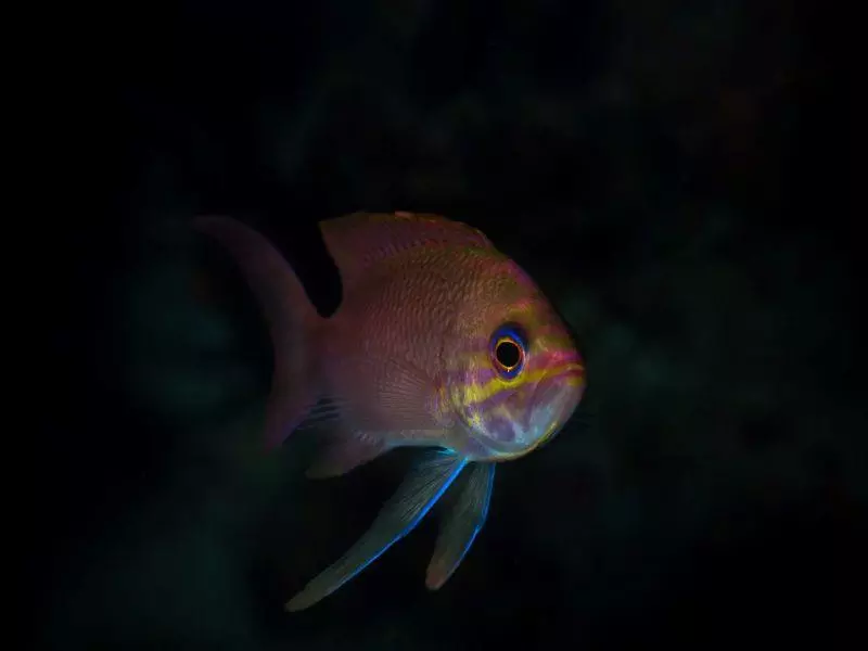 anthias anthias anthias anthias