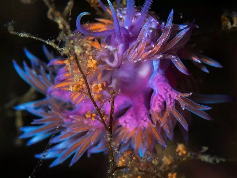 marinelife nudibranch athoscuba marinelife nudibranch athoscuba