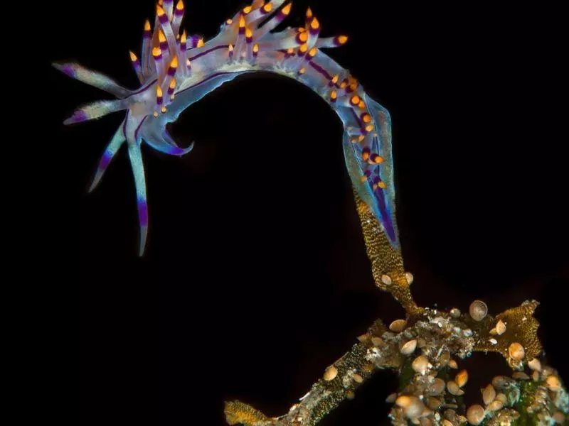 nudibranch athoscuba nudibranch athoscuba