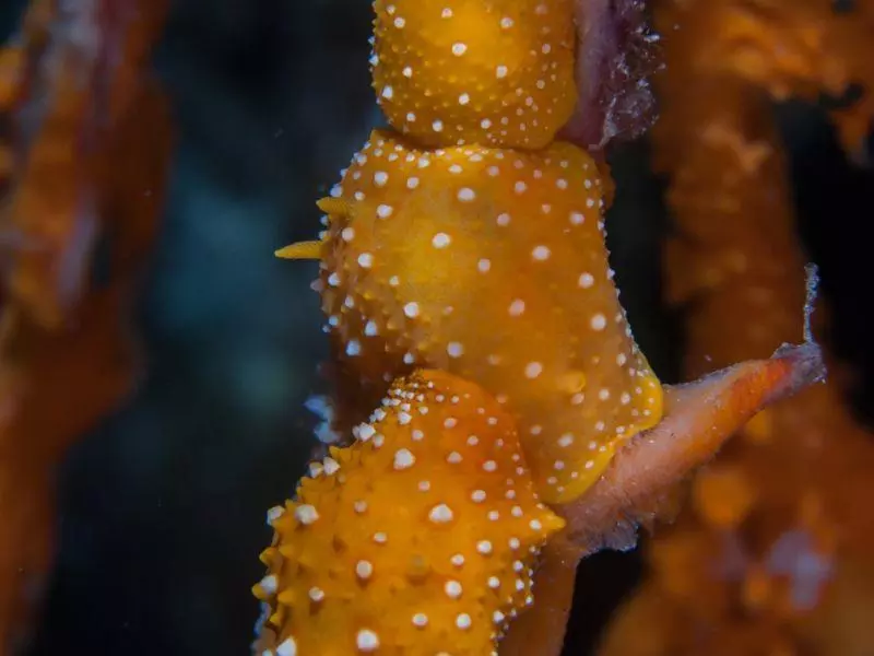 phyllidia flava nudibranch athoscuba phyllidia flava nudibranch athoscuba