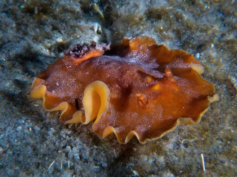 platydoris argo athoscuba platydoris argo athoscuba
