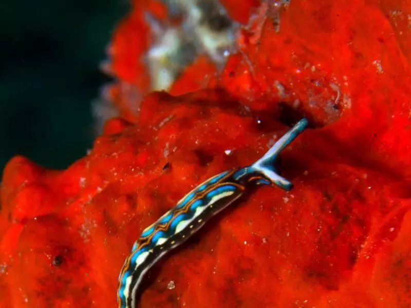 thuridilla hopei nudibranch athoscuba thuridilla hopei nudibranch athoscuba