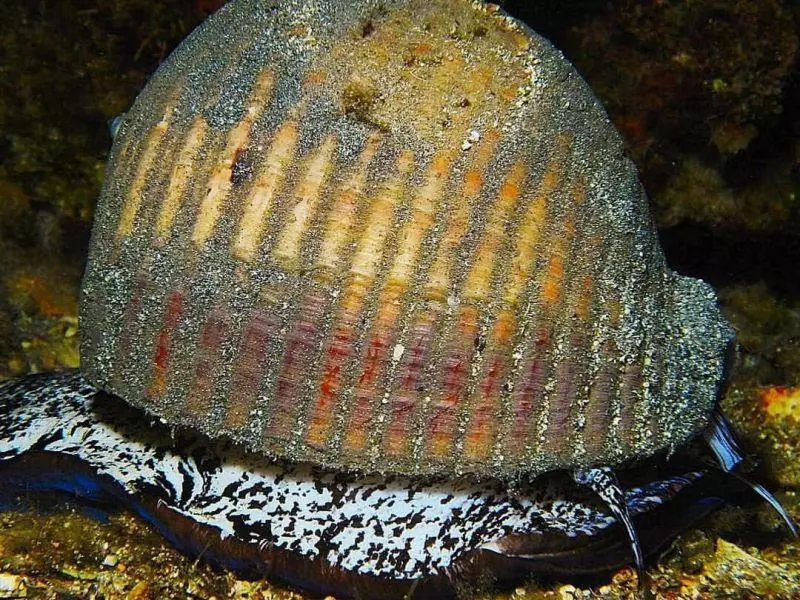 tonna galea seaslug athoscuba tonna galea seaslug athoscuba