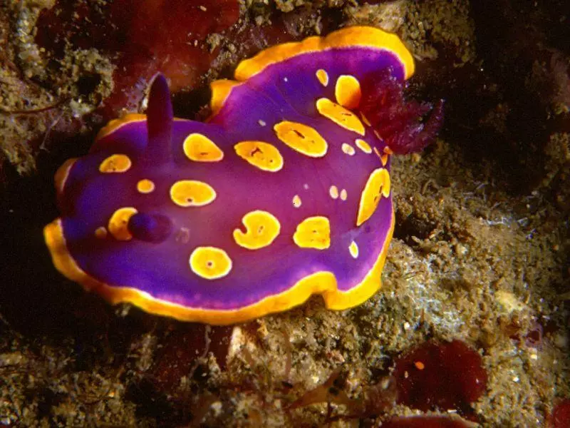 Chromodoris luteorosea Chromodoris luteorosea