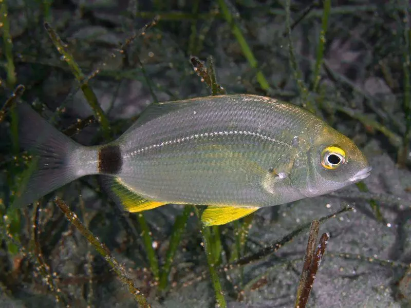 Diplodus annularis Diplodus annularis