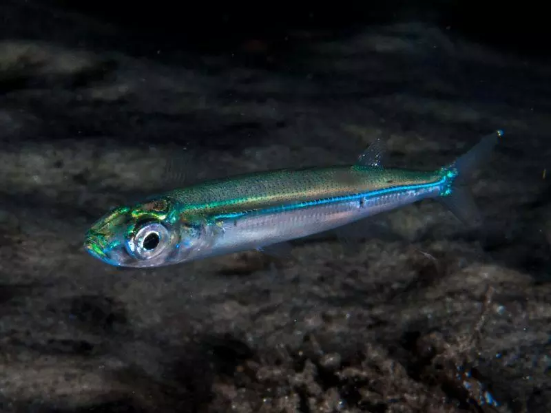 Atherina hepsetus Atherina hepsetus