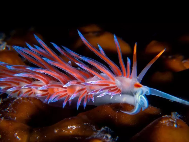cratena peregrina sea slug cratena peregrina sea slug
