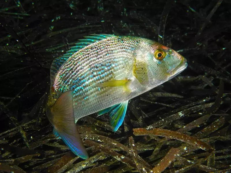 fish athoscuba20 fish athoscuba20