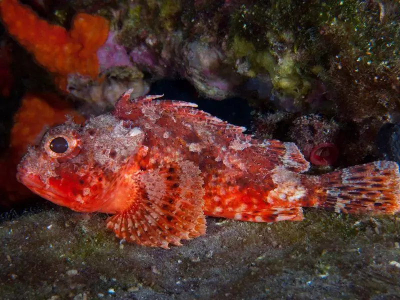 Scorpaena notata Scorpaena notata
