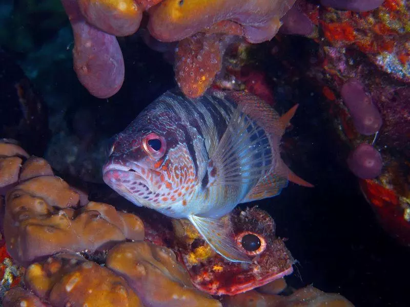 Serranus scriba and Scorpaena notata Serranus scriba and Scorpaena notata