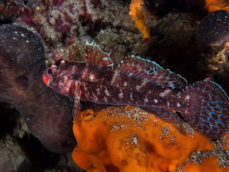 Gobius cruentatus Gobius cruentatus