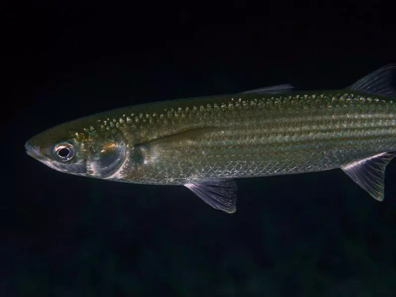 Mugil cephalus Mugil cephalus
