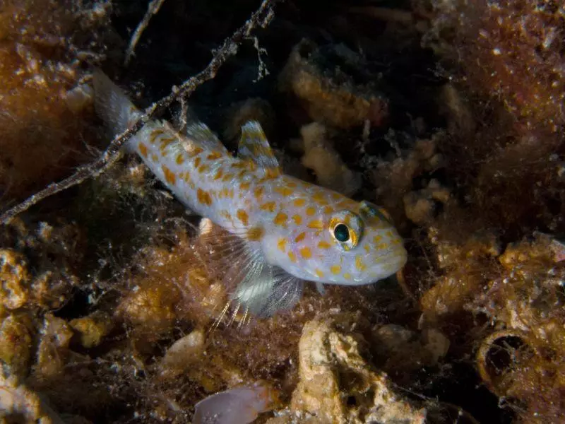 fishes athoscuba5 fishes athoscuba5